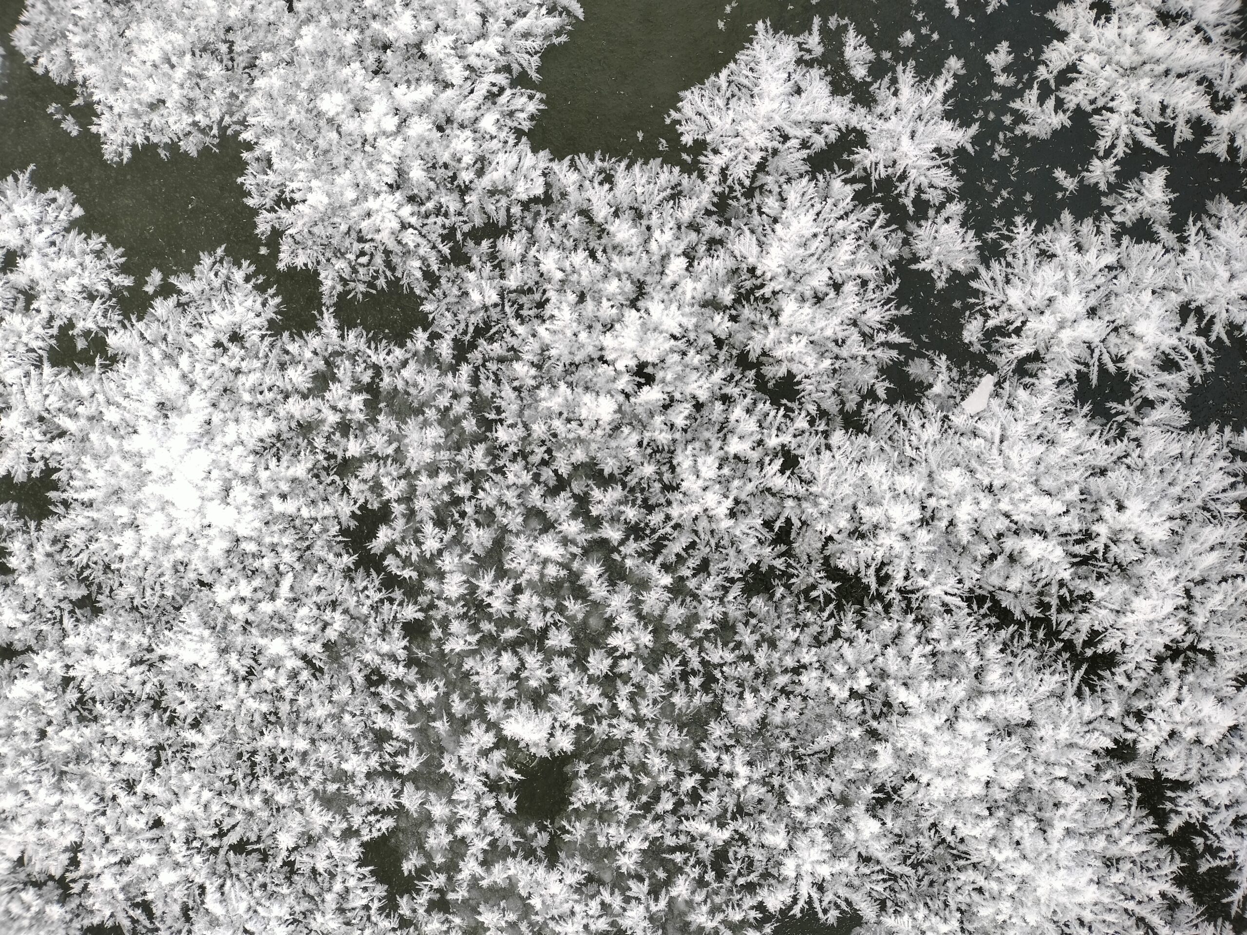 Photo courtesy of K. S. Tomar