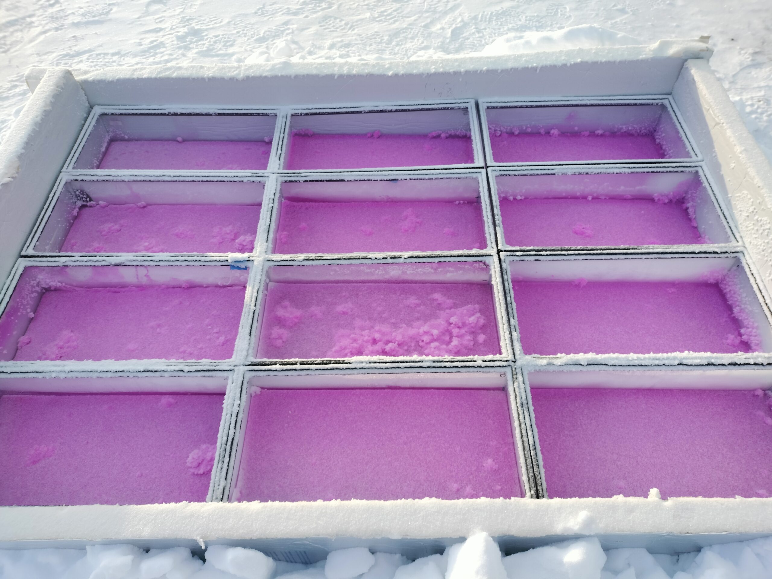 Photo courtesy of K. S. Tomar